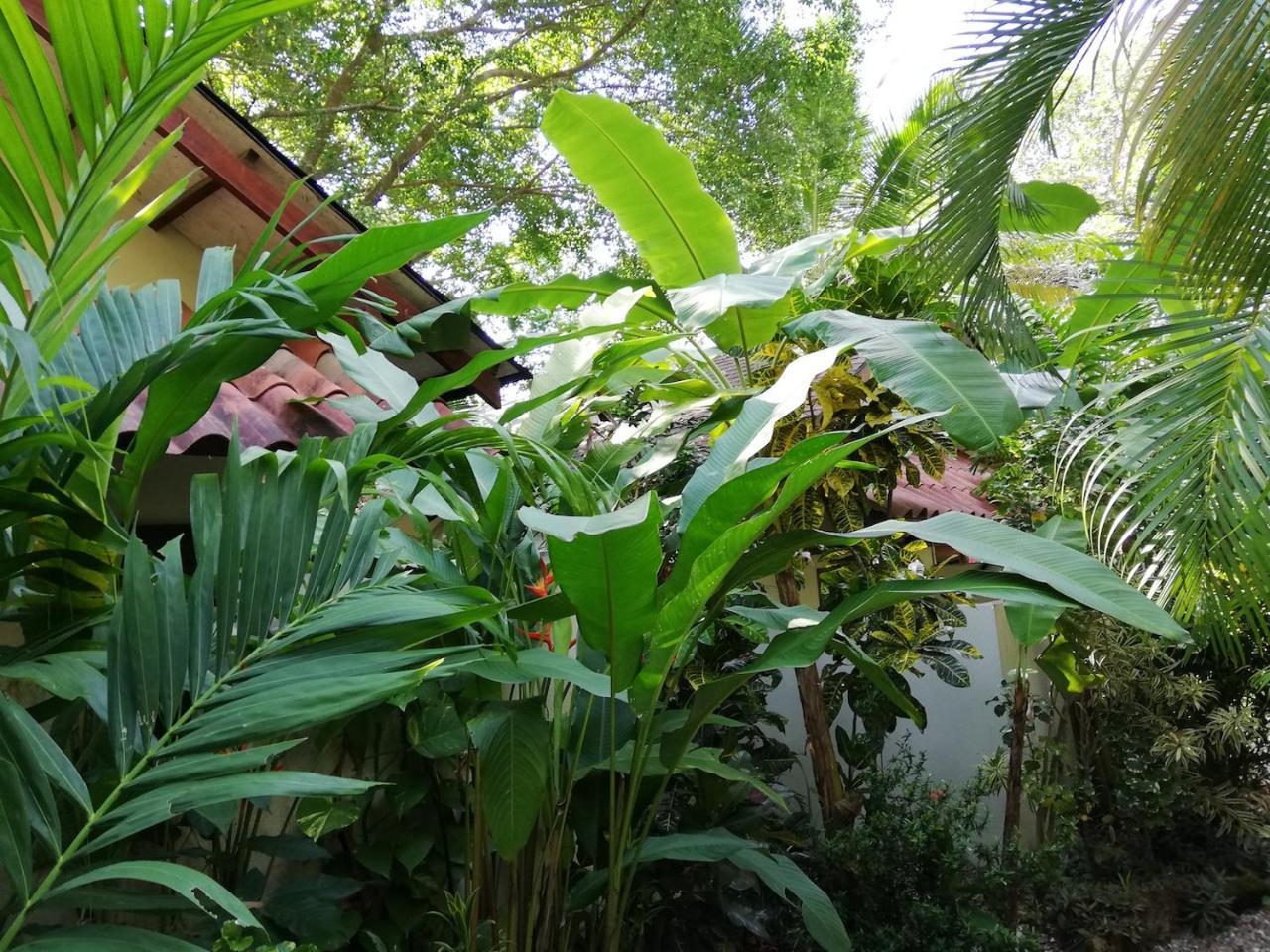 Funky Monkey Lodge Playa Santa Teresa  Extérieur photo